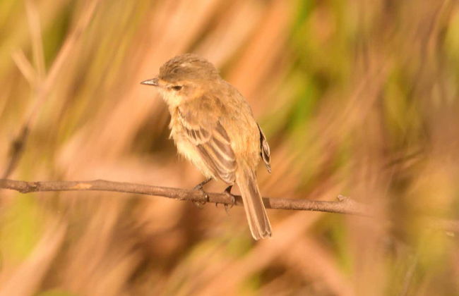 Arroyos y Esteros Private Day Trip - Foto 5