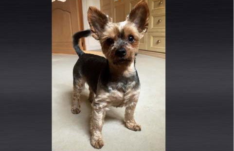 Westertonhill Lodge - 3 Double Bedrooms Sleeps 8 With Private Hot Tub Hire Available - Foto 5