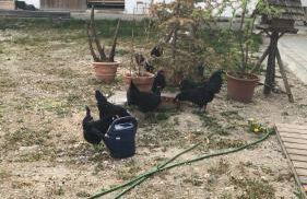 Beim-Hofbauer - Foto 7