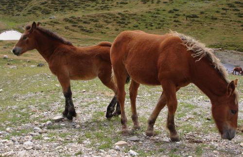 Apartamentos wifi Baqueira & Aigüestortes con jardín privado - Photo 37