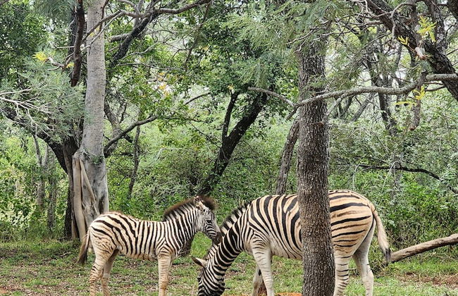 Buyskop Lodge - Foto 51