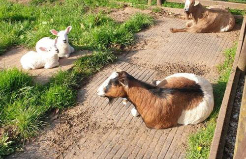The Willow (Alton Towers, Animals, Peak District) - Foto 41