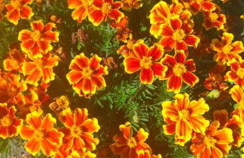 Apartman Hanna - Foto 24