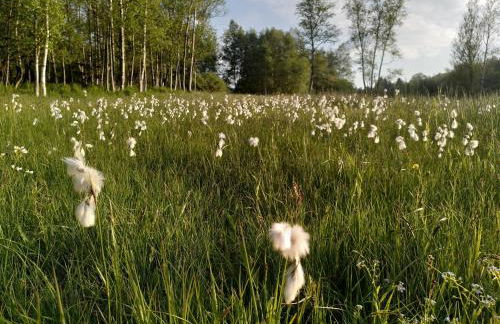 Ferienhaus Schellerhäusl - Foto 41