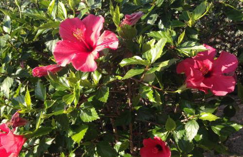 Finca Klara, Boutiquehotel - Apartment -Javea-Moraira- - Foto 66