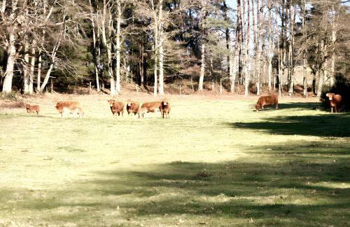Maison charmante à Meyrignac-l'Église avec cheminée - Foto 12