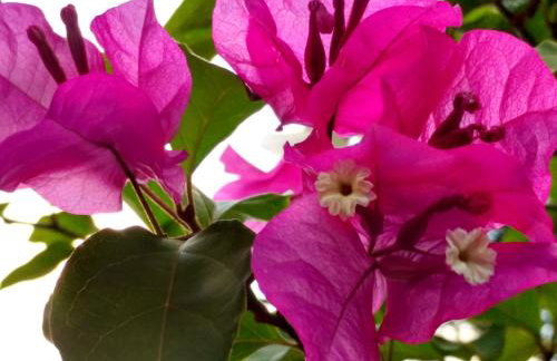 Casa do Artista - Foto 32