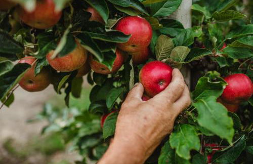 Waalhof Ferienwohnung Kastanie - Foto 24