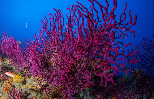 Baptême de plongée à Bosa - Photo 8