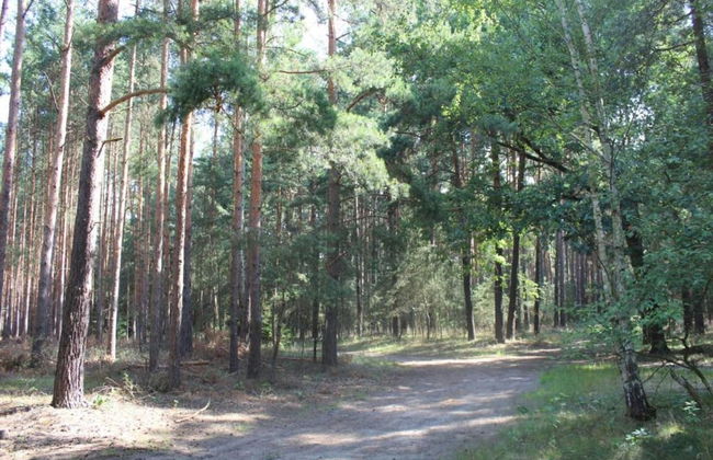 Waldblick Forest Retreat - Foto 25