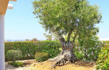 Villa Miguel - Foto 24