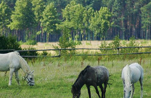 Na Plebanii - Foto 36