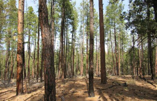 Forest Cabin 3 Bear's Den - Photo 23