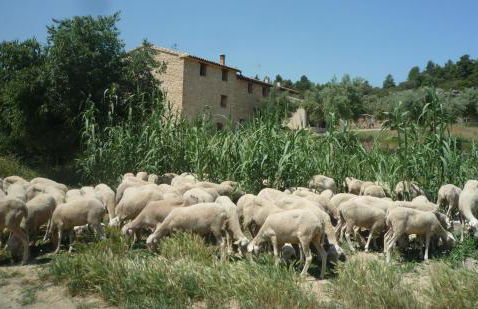 Hort de L'Aubert - Foto 41
