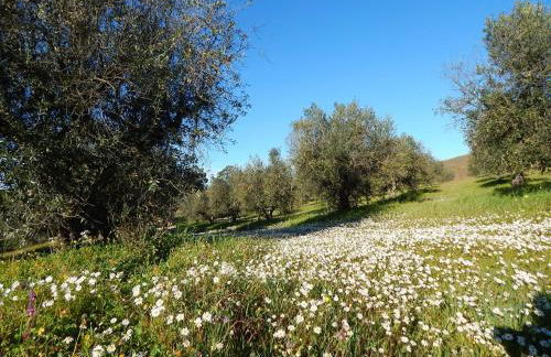 Quinta das Ratoeiras - Foto 32