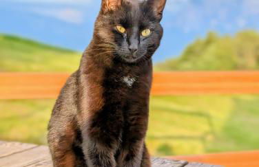 Ferienwohnung Schlern Bio Schrofhof - Photo 35