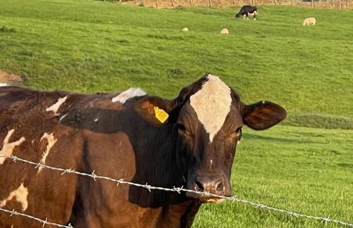 Oak Cottage cosy 5 bed sleeps 8 - dogs welcome - Foto 32