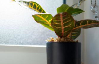 Knowle Cabin - Foto 20