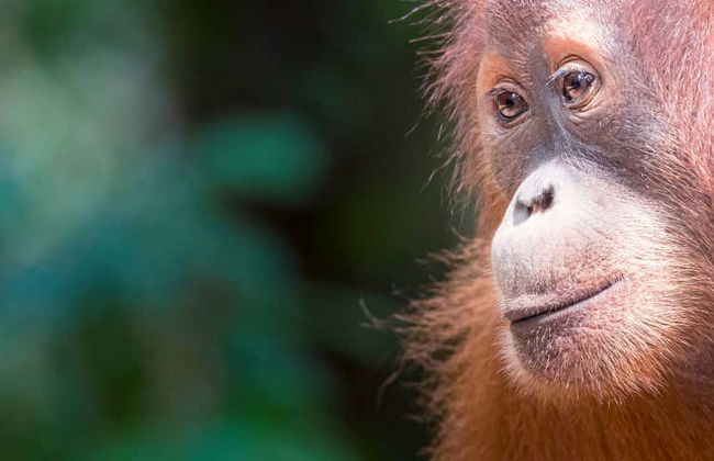 Excursion privée au Parc National de Gunung Leuser - Photo 2