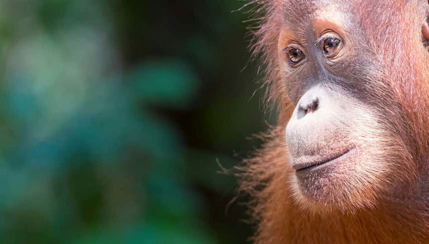 Excursion privée au Parc National de Gunung Leuser