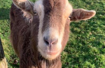 Dozmary Cottage - Foto 11