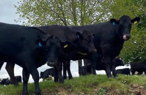 A charming and stylish country cottage. - Foto 14