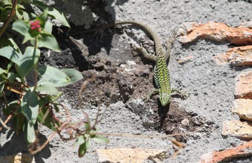 Bosco Ciancio - Foto 113