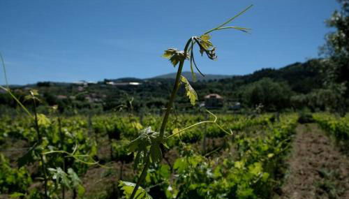 Quinta de Vodra - Photo 5