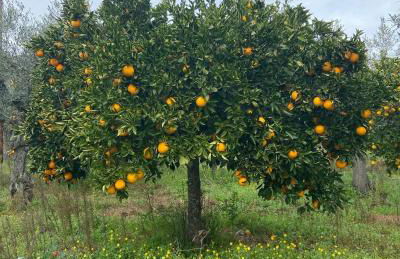 El Abigero II - Foto 36