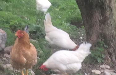 la masseria di Antonio e Teresina - Foto 49