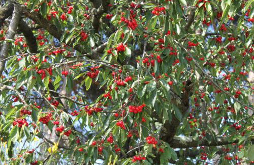 Holiday Home Villa Bobolino - Foto 7