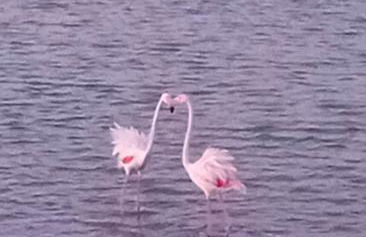 Mare Sole Vento 38A Punta Prosciutto - Foto 1