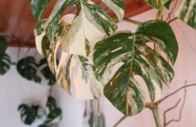 Kanela Guest House B-side - Foto 52