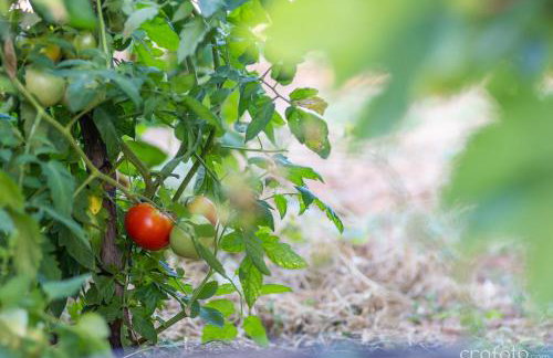 Grandfather's House - Photo 53