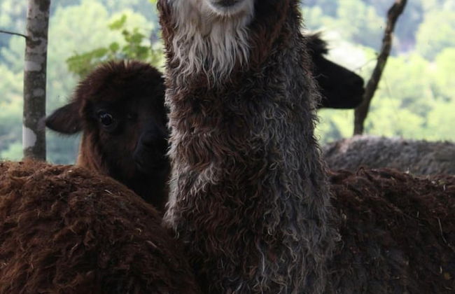 Azienda Agricola I Colli di Marliano - Photo 20
