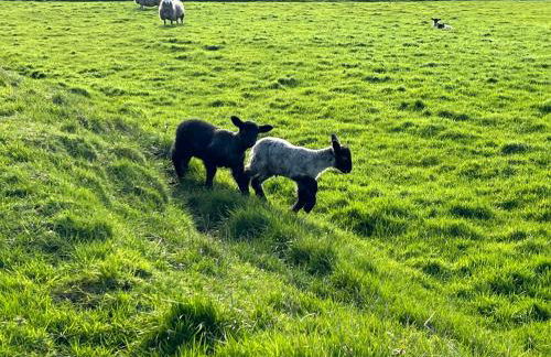 Tornaroan Cottage - Foto 50