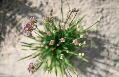 Op de Düün - Foto 36