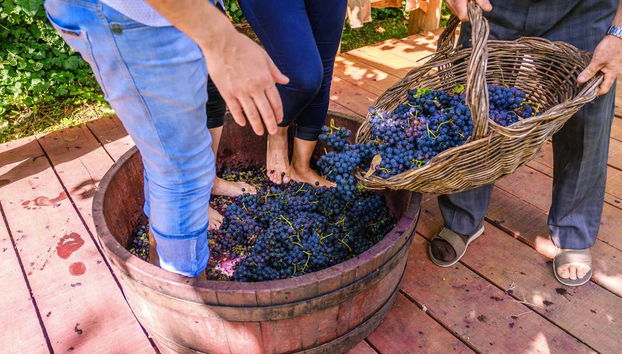 Visitando una hacienda vinícola familiar