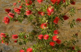 Castelli Olive Press - Foto 31