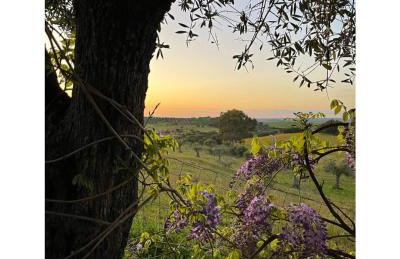 Monte do Saltamontes - Photo 28