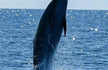 App Bonić - Foto 34