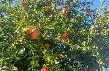 Apollo Romantic Sea View Villa - Photo 60