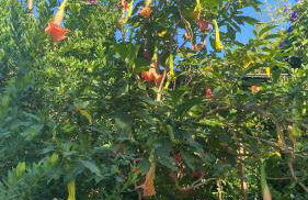 une pépite ZEN et COSY, parking jardin, idéal pour se ressourcer au calme - Foto 18
