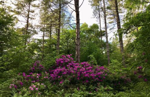 Bramble Bank - Foto 29