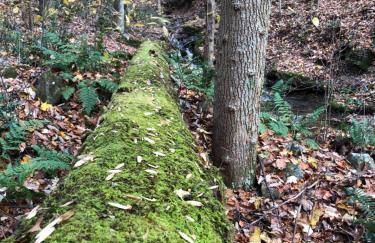 Cabin on 17 acres by National Forest - Foto 37