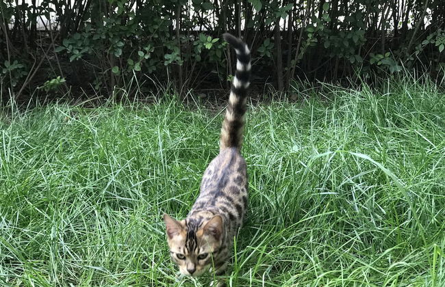 BEIJING SEASONS PARK APARTMENT - Foto 41