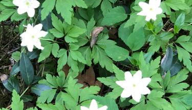 Ferien im Bomlitztal - Foto 4