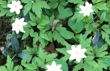 Ferien im Bomlitztal - Foto 4