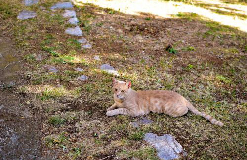 FoREST Heritage Apartment - Foto 40