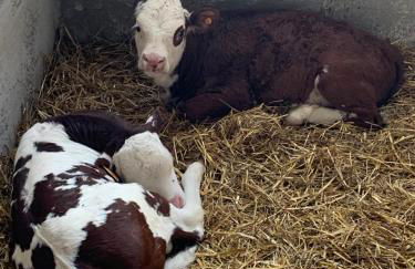 Il Giardino Dorato - Foto 6